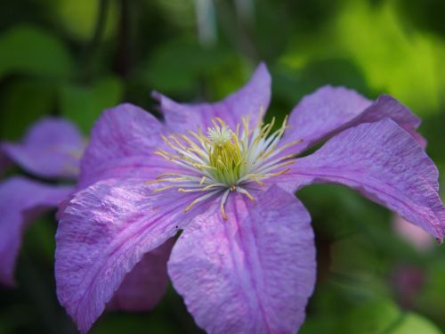 clematis blue purple