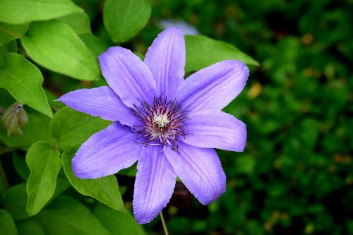 clematis flower blue flower