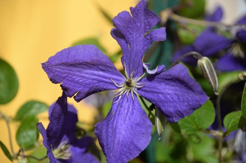 clematis violet macro