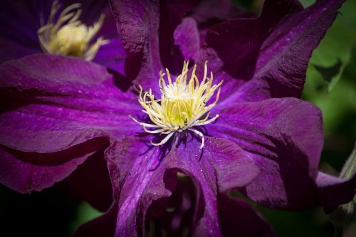 clematis flower dark purple
