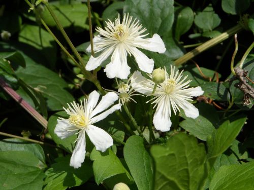 clematis white climber
