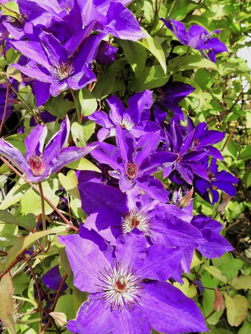 clematis flower blossom