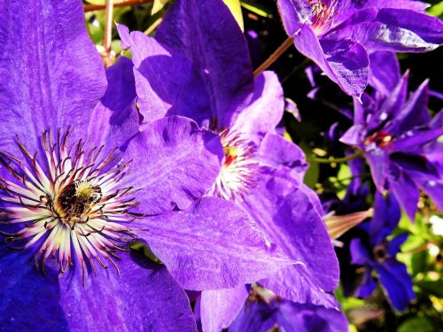 clematis flower blossom