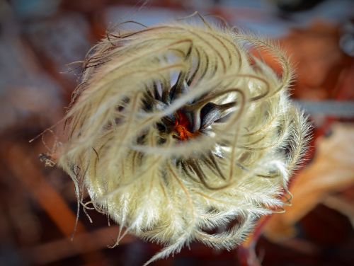 clematis seeds hairy