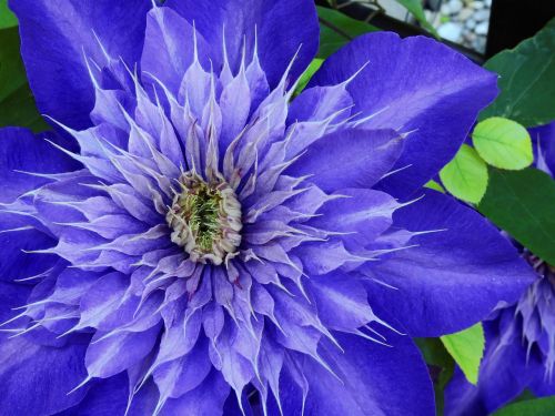 clematis flower blossom