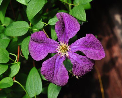 clematis flower violet