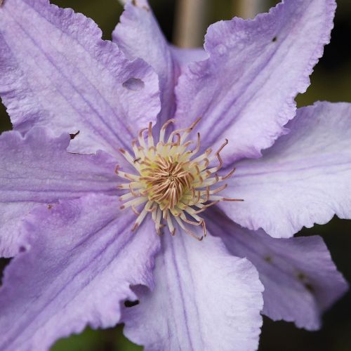 clematis flower plant