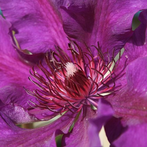 clematis flower plant