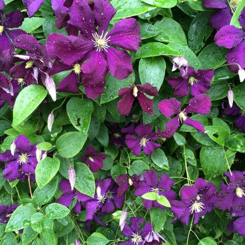 clematis purple flowers bloom