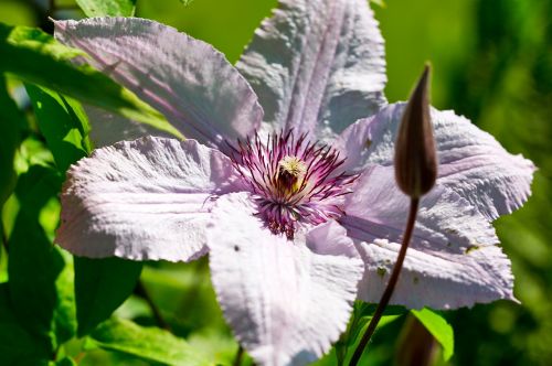 clematis blossom bloom