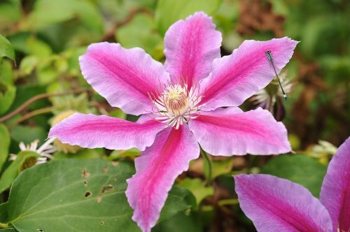 clematis flower blossom