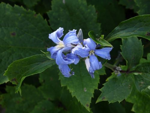 clematis shrub plant