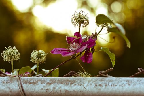 clematis clematis vitalba real clematis