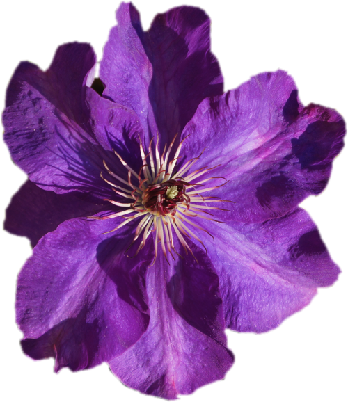 clematis purple transparent