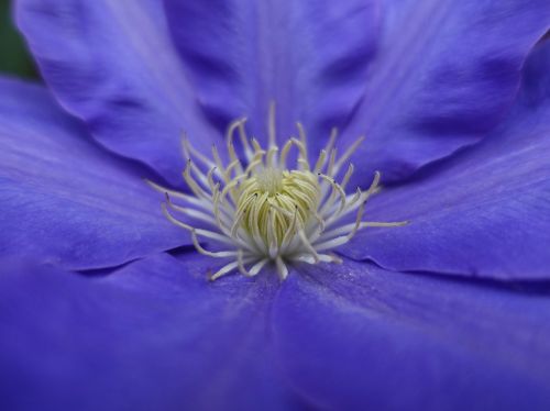 clematis bloom flower