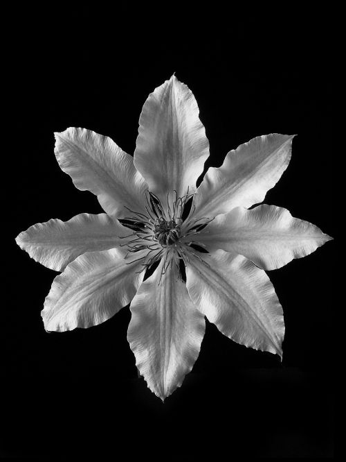 clematis flower black and white