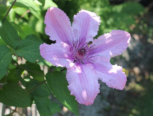 clematis have flower