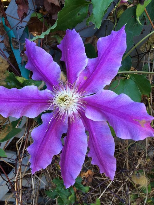 clematis purple flower flowering vine