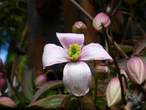 clematis clematis montana climber