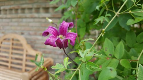 clematis shrub climber