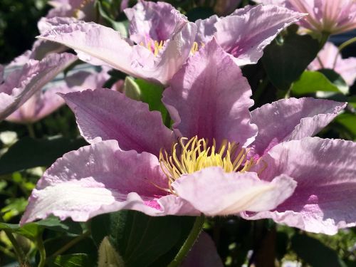 clematis bloom blossom