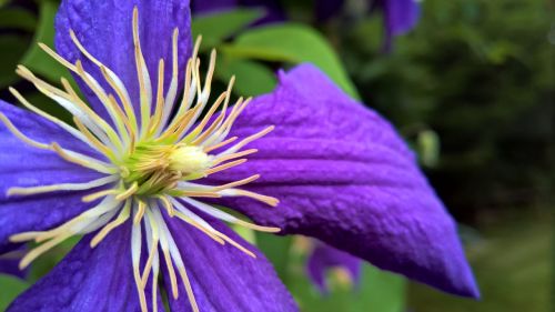 clematis purple blossom