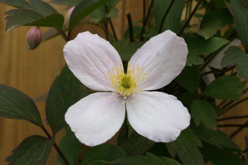 clematis creeper perennial