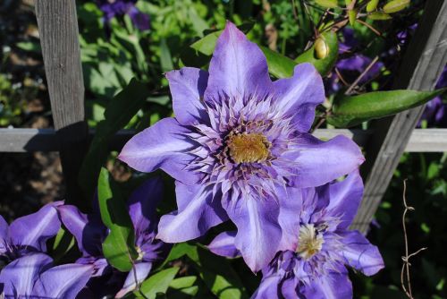 clematis violet flower