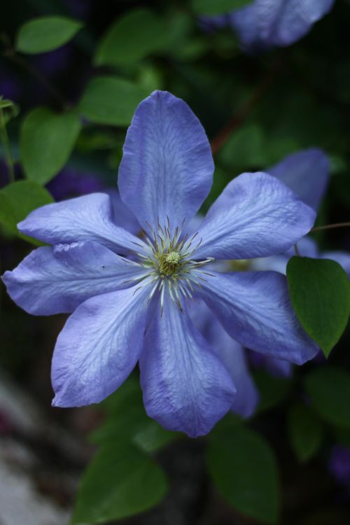 clematis blue plants
