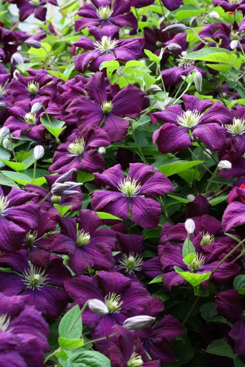 clematis violet plants