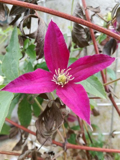 clematis blossom bloom