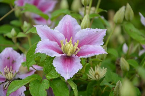 clematis flowers violet pretty