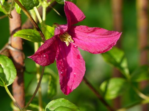 clematis flower red