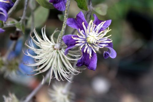 clematis ornamental plants plant a garden