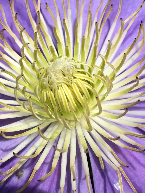 clematis macro flower