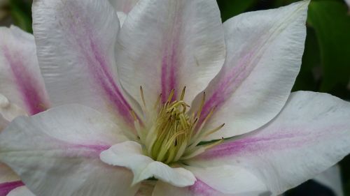 clematis flower rangt