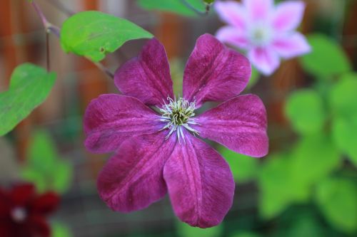 clematis flower curly