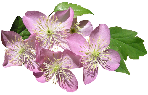 clematis pink montana