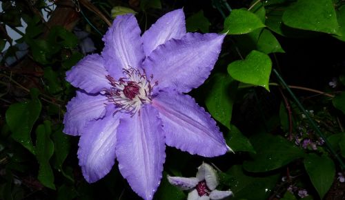 clematis purple flower