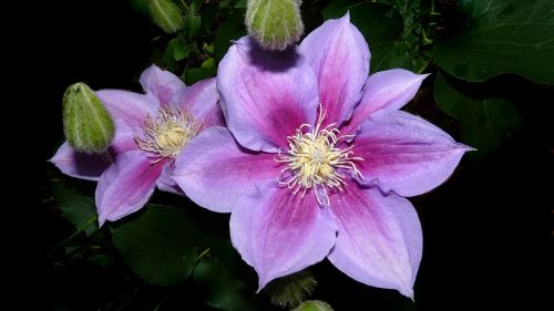 clematis montana pink