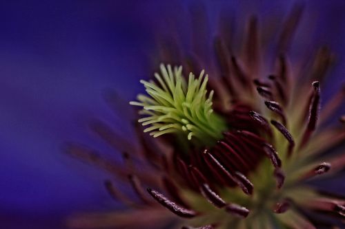 clematis macro flower