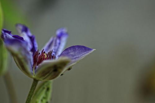 clematis purple flower