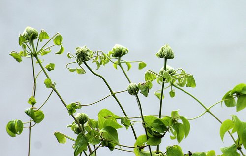 clematis  the buds  boost