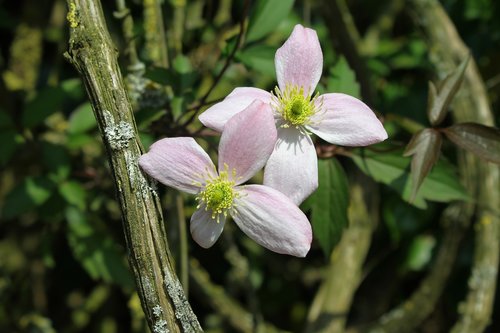 clematis  flower  flower vine