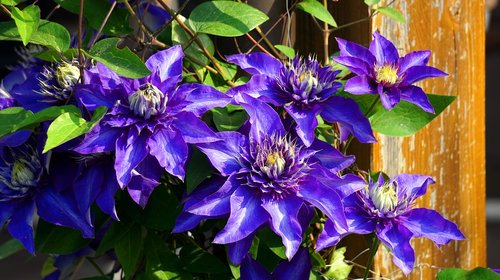 clematis  blue  flower