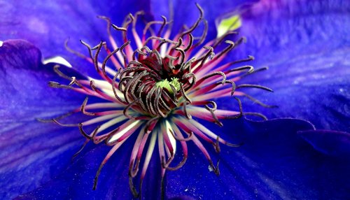 clematis  blossom  bloom