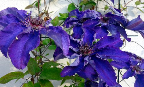 clematis  blossom  bloom