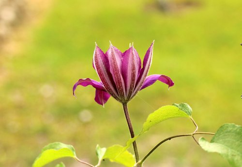 clematis  boost  purple flower