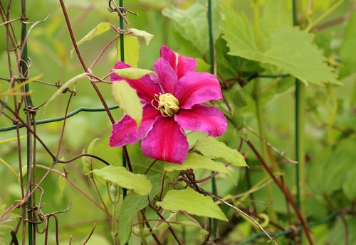 clematis  flower  purple flower