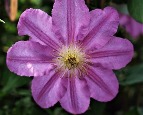 clematis  plant  bloom